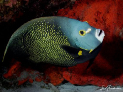 This image of a French Angelfish was taken last Friday wh... by Steven Anderson 